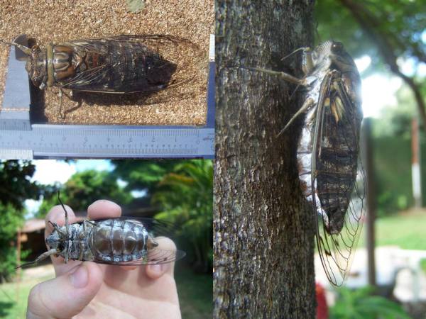 Quesada gigas 26 dec 07 same as larval case 20d07