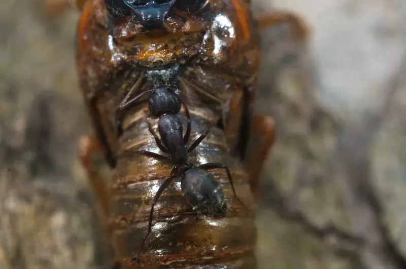 Ant feeding on Magicicada  stuck in exuvia in Westfield by Jim Occi