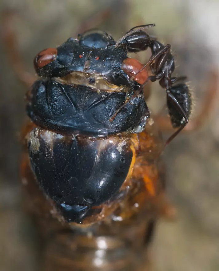 Ant feeding on Magicicada  stuck in exuvia in Westfield by Jim Occi