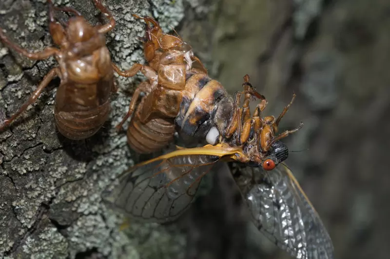 Magicicada with incomplete ecdysis and tymbal visible in Westfield NJ by Jim Occi