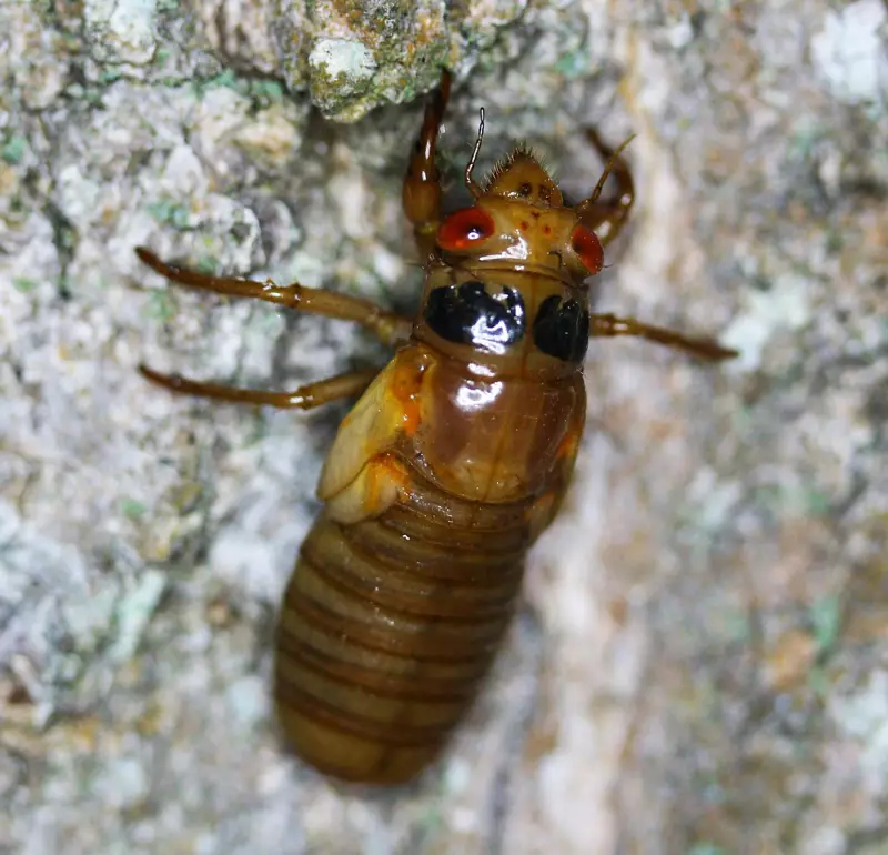 13 Year Nymph by Roy Troutman taken in Chilo Ohio in 2014