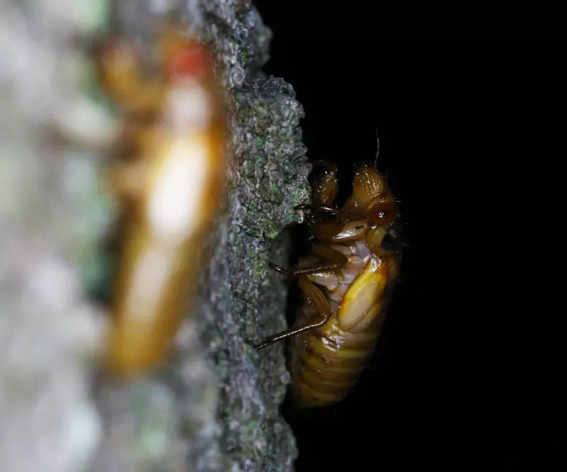 13 Year Nymph on tree by Roy Troutman taken in Chilo Ohio in 2014