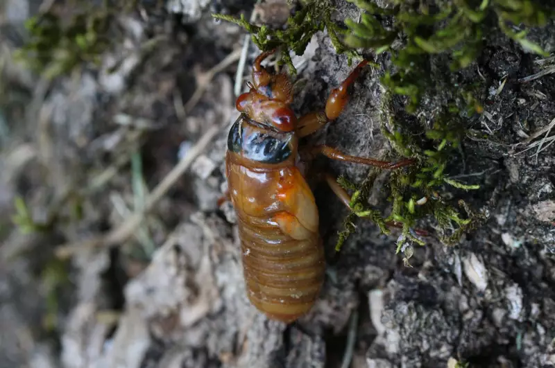2014 Ohio M tredecassini Nymph by Roy Troutman