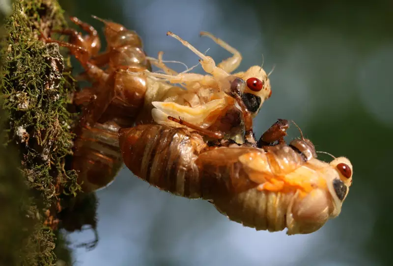 2014 Ohio Two M tredecassini Ecdysis by Roy Troutman