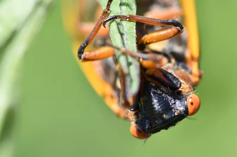 Adult Magicicada septendecim from Brood VII 