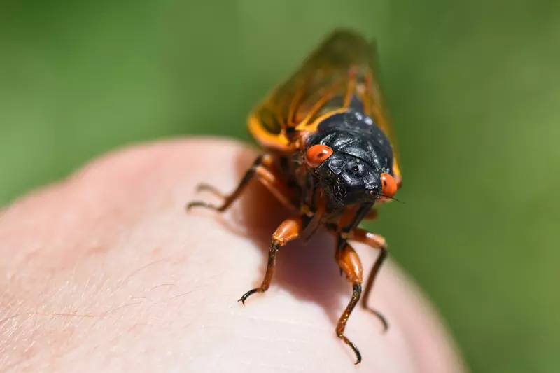 Adult Magicicada septendecim from Brood VII 