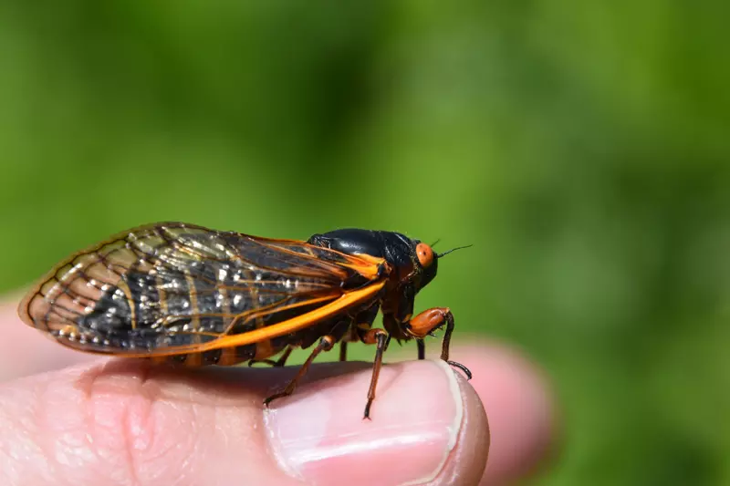 Adult Magicicada septendecim from Brood VII 