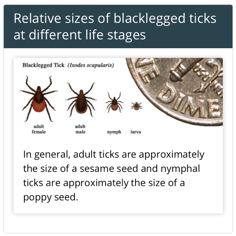 Lyme Ticks